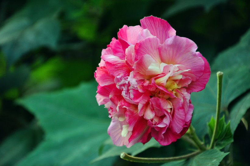 粉色木芙蓉图片  (15张)