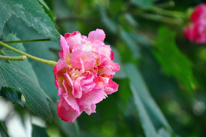 粉色木芙蓉图片(12张)