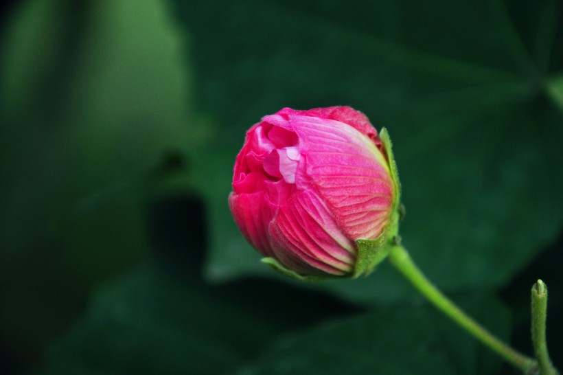 粉色木芙蓉图片(12张)