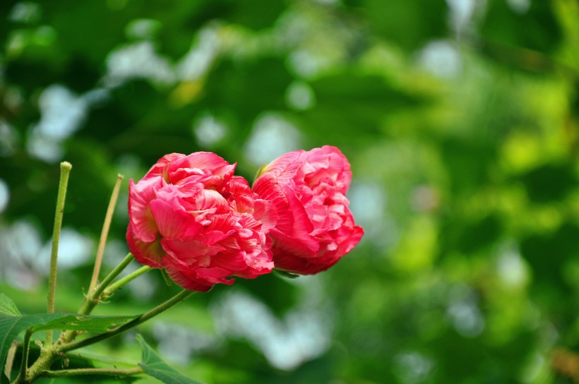 粉色木芙蓉图片(15张)