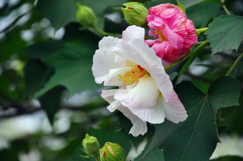 粉色木芙蓉图片  (15张)