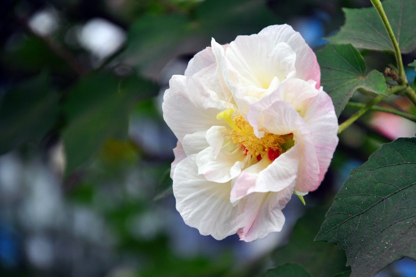 粉色木芙蓉图片  (15张)