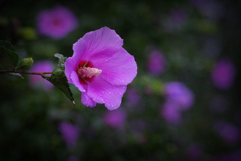 粉色木槿花图片(14张)