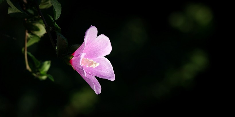 粉色木槿花图片(14张)