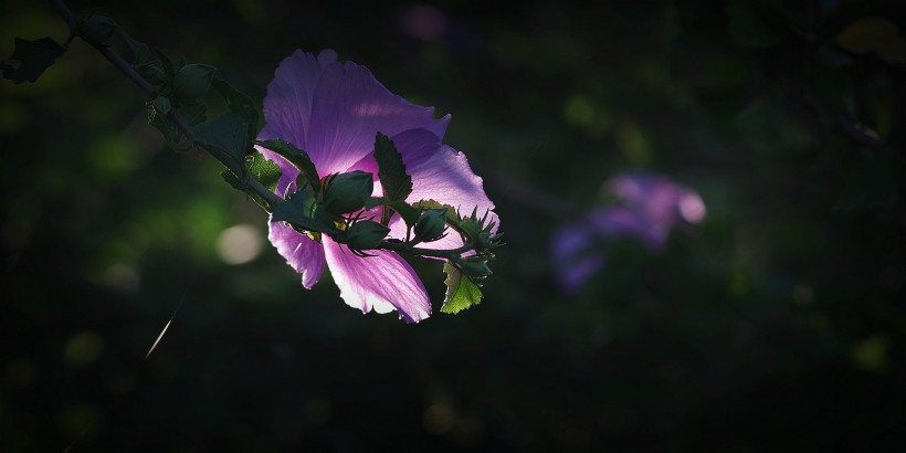 紫色木槿图片(12张)