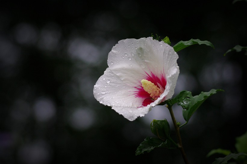 雨后木槿花图片 (8张)