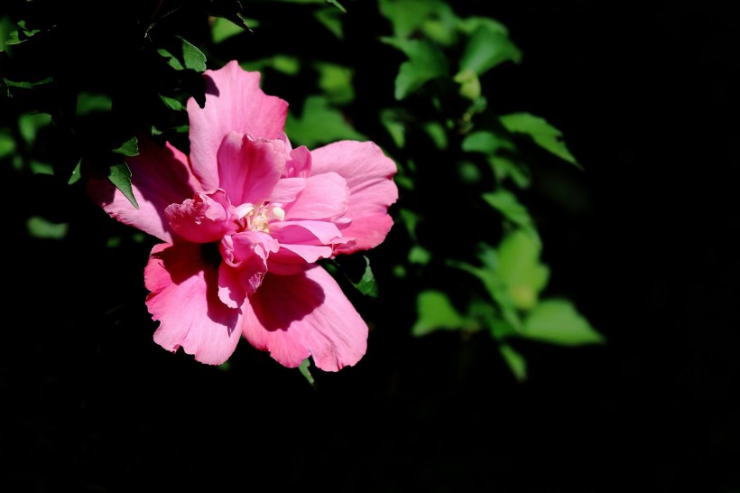 粉色木槿花图片(10张)