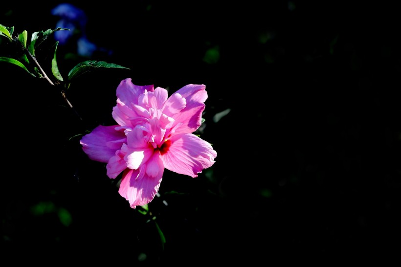 光影下的粉色木槿花图片(10张)