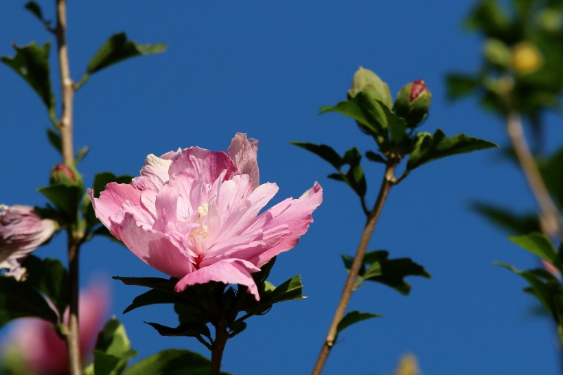 粉色木槿花图片(8张)