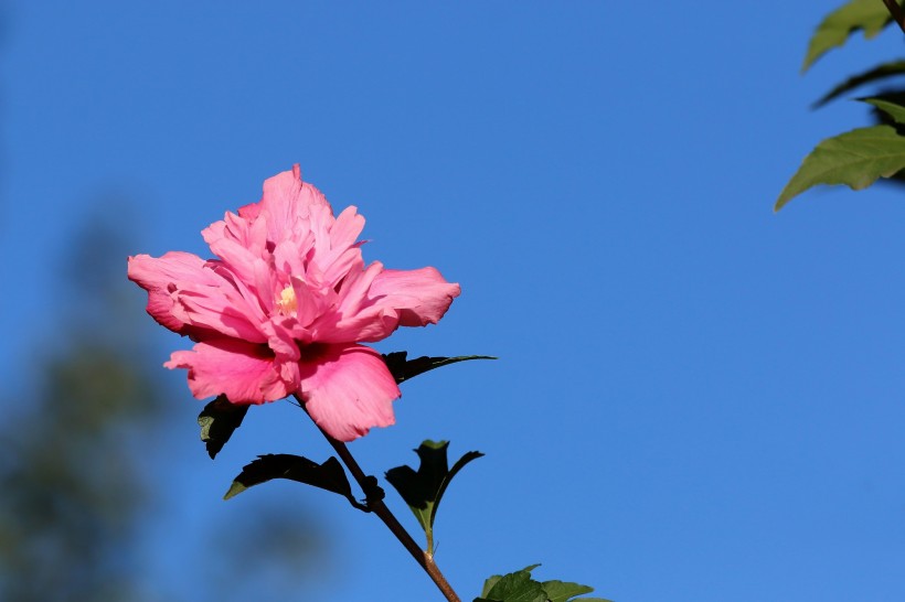 粉色木槿花图片(8张)