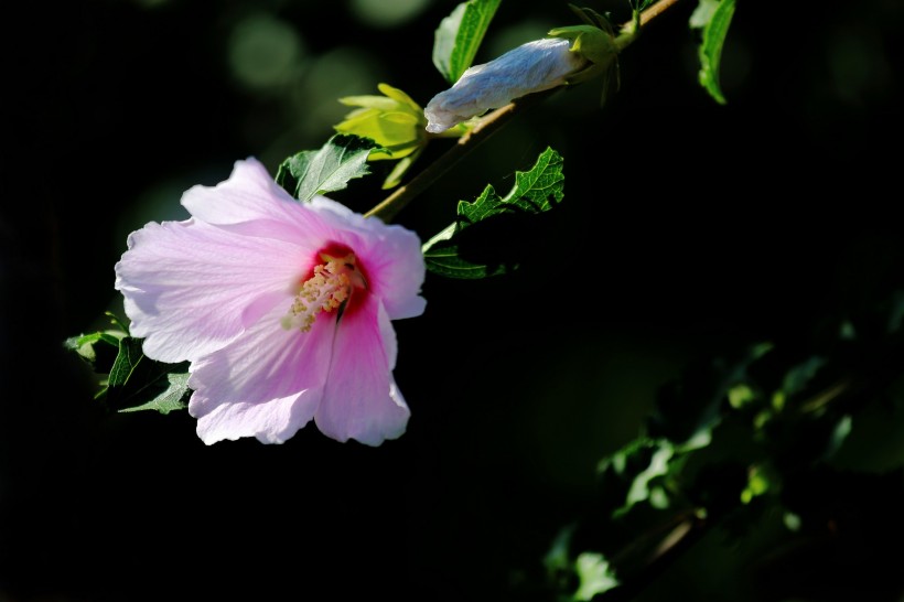粉色木槿花图片(11张)