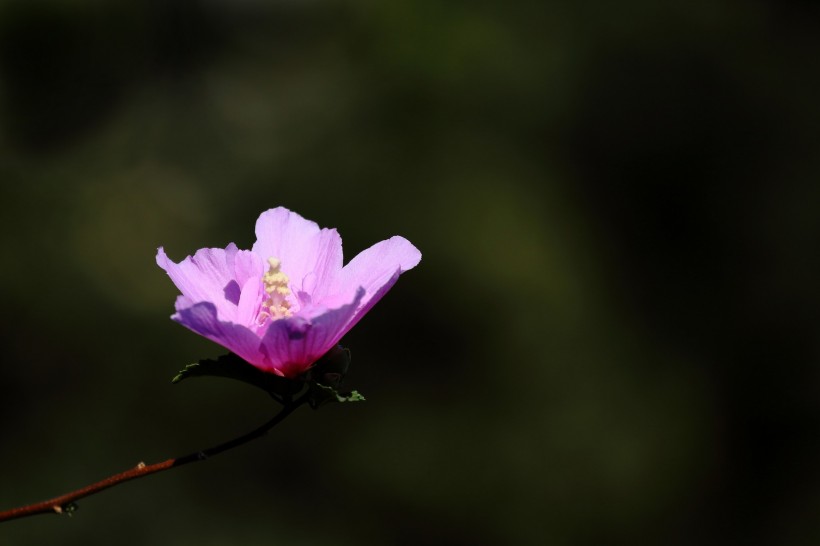 淡雅木槿花图片(10张)