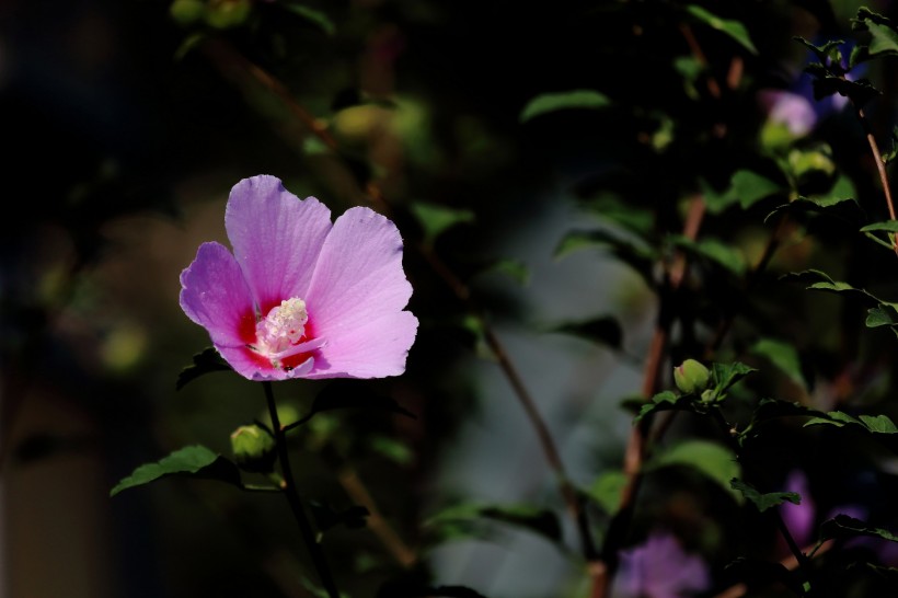 淡紫色木槿花图片(13张)