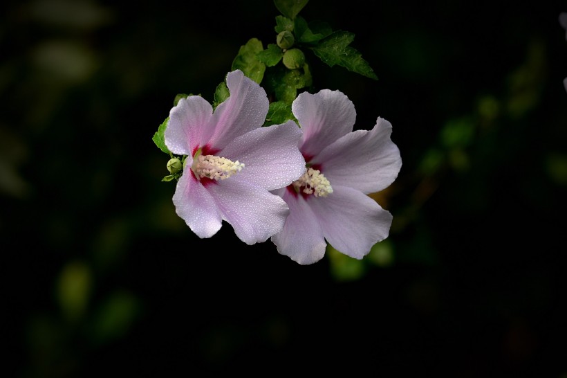 清新小雨后的木槿花图片(12张)