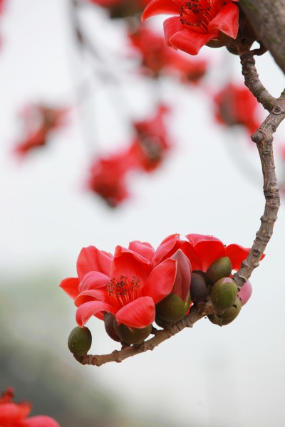 红火木棉花图片(9张)