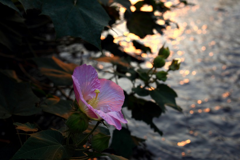 红色木棉花图片(19张)