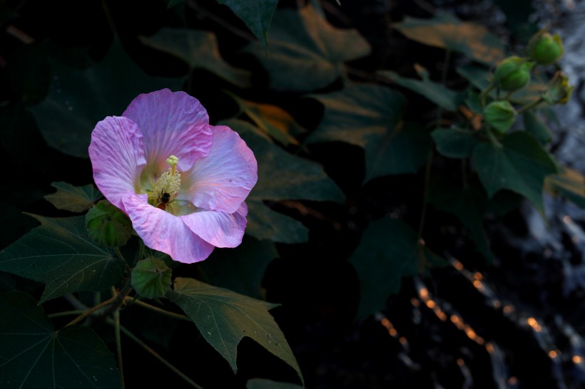 红色木棉花图片(19张)