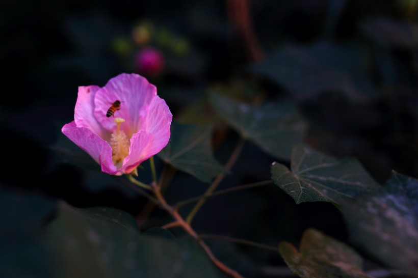 红色木棉花图片(19张)