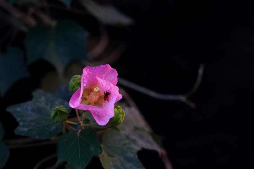 红色木棉花图片(19张)