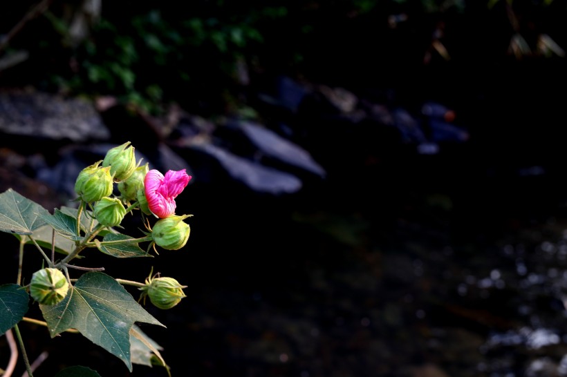 红色木棉花图片(19张)