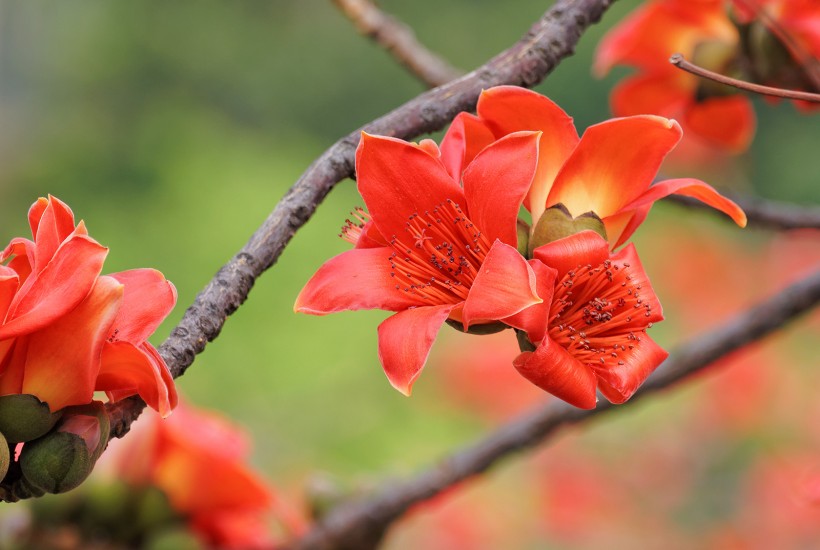 红色木棉花图片(19张)