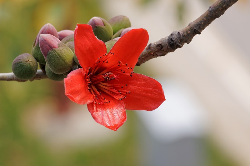 红色木棉花图片(19张)