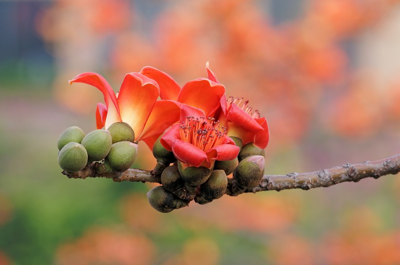 红色木棉花图片(19张)