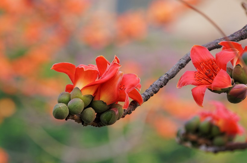 红色木棉花图片(19张)