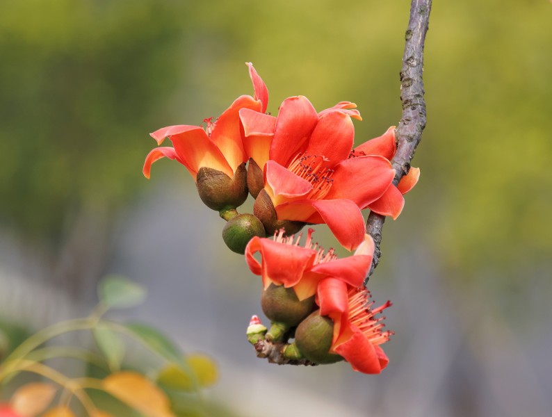 红色木棉花图片(19张)