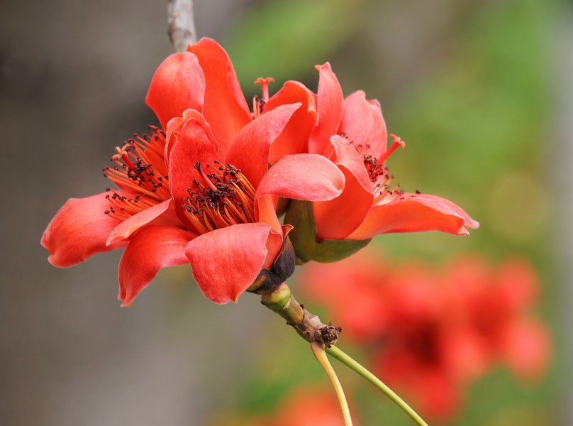 红色木棉花图片(19张)