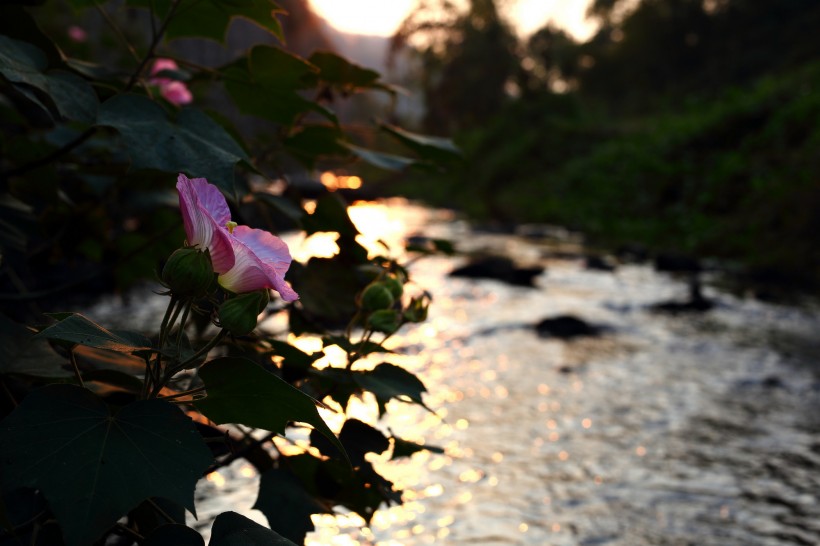 溪边粉色木棉花图片(12张)