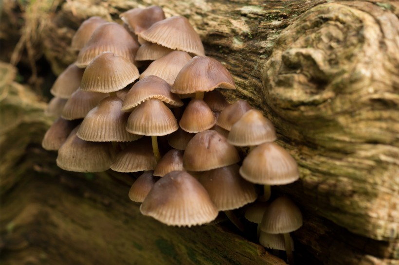 神秘的蘑菇图片(20张)