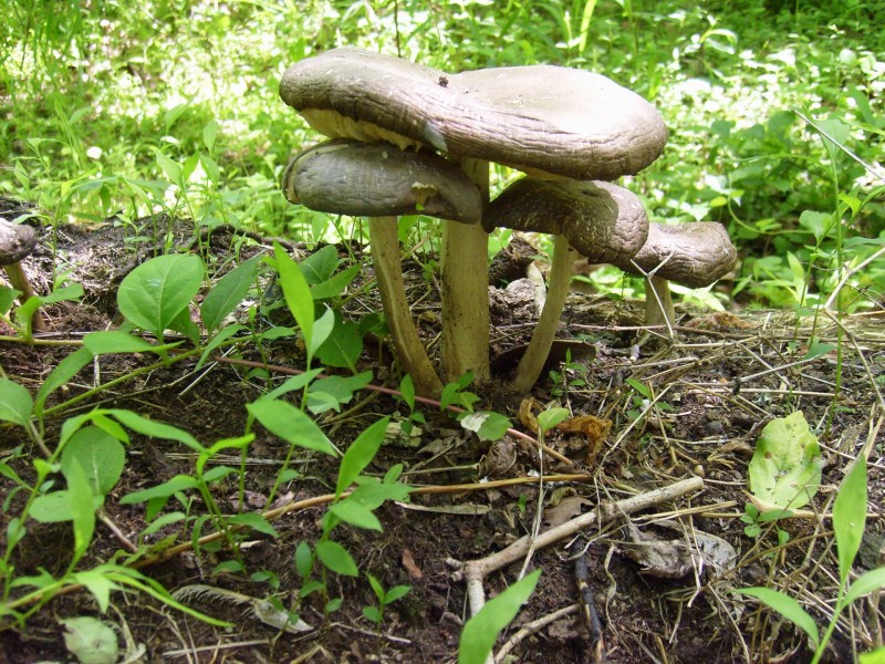 一丛蘑菇图片(11张)