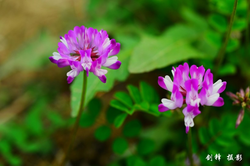 紫色苜蓿花图片(6张)