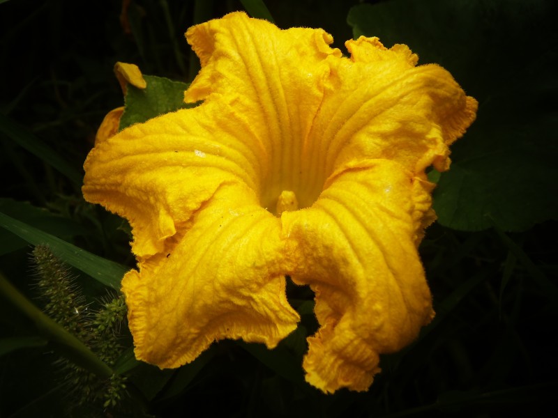 黄色的南瓜花图片(11张)