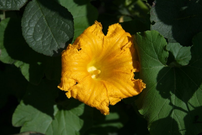 黄色的南瓜花图片(11张)