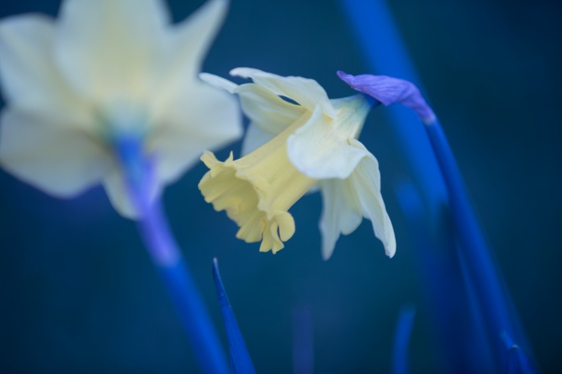 黄色水仙花图片(15张)