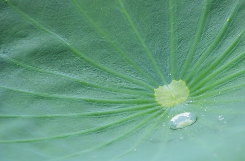 雨后娇艳的荷花图片(15张)