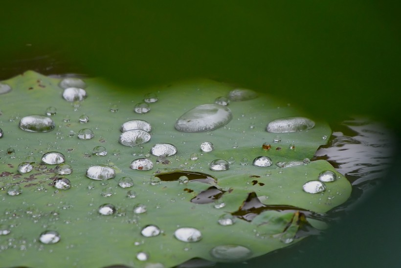 雨后娇艳的荷花图片(15张)