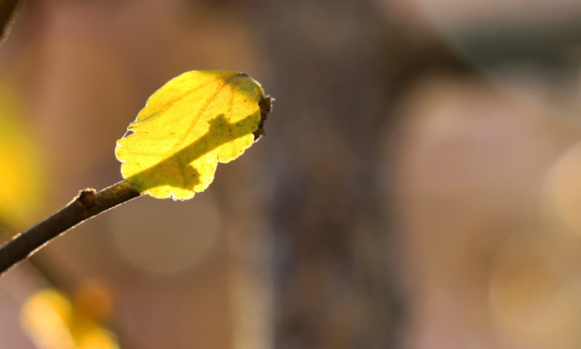 秋季绿色的小嫩芽图片(8张)