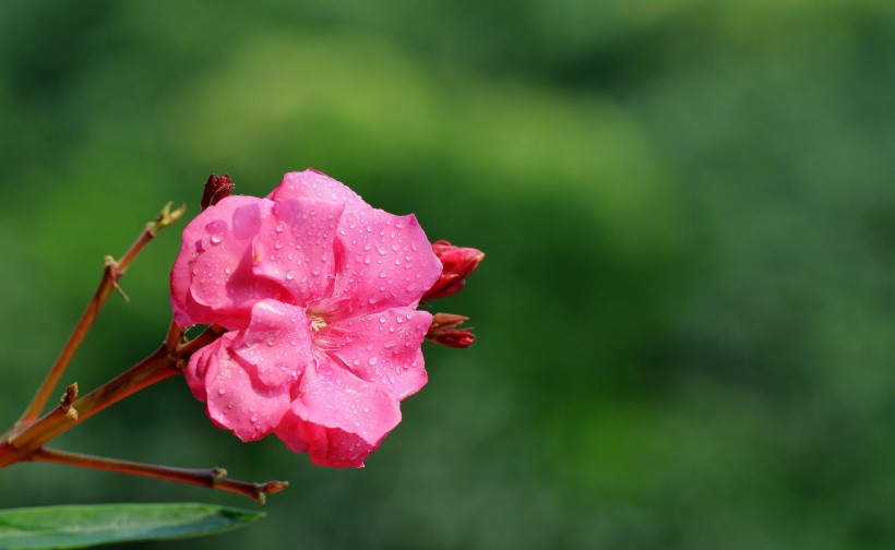 粉色和白色的夹竹桃花卉图片(18张)