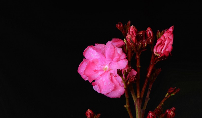 粉色和白色的夹竹桃花卉图片(18张)