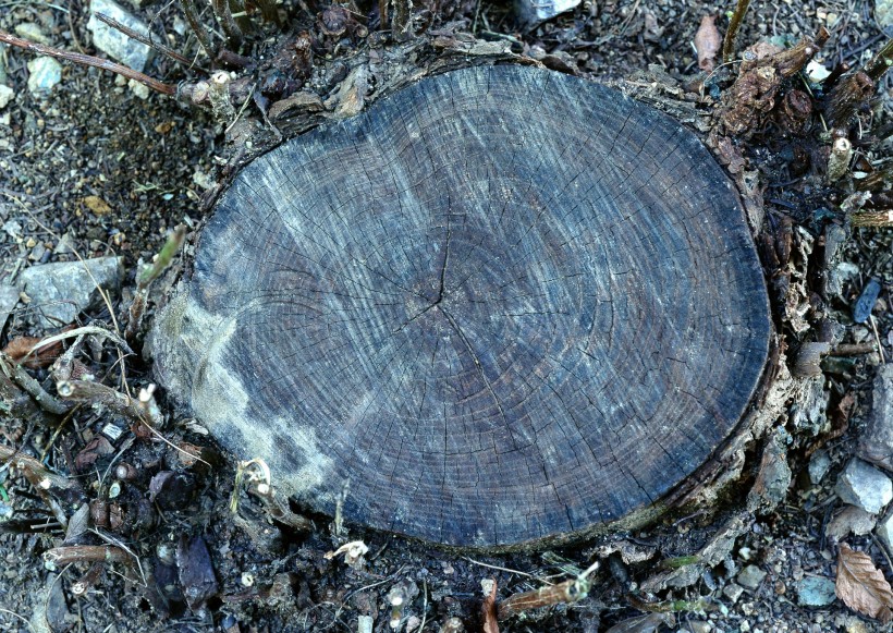 树桩木材图片(47张)