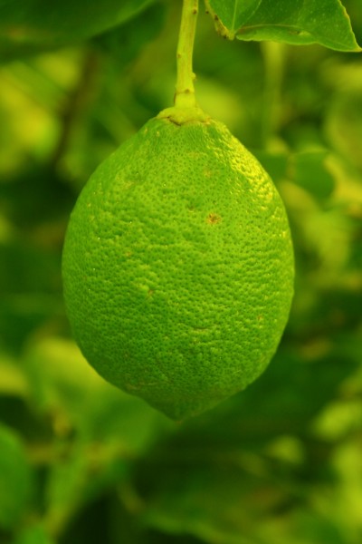 未成熟的柠檬图片(10张)