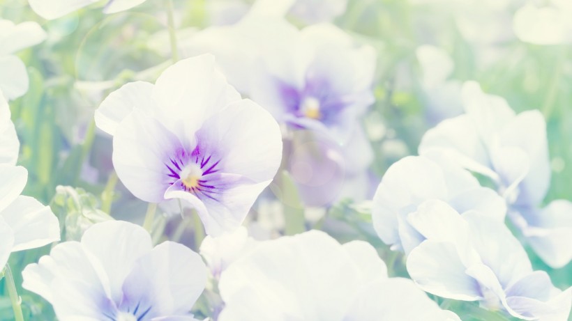 浓郁紫色花朵背景图片(24张)