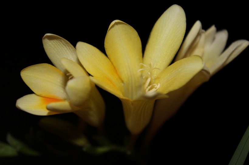 兰花花卉图片(9张)