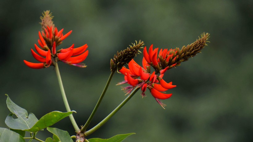 刺桐花图片(10张)