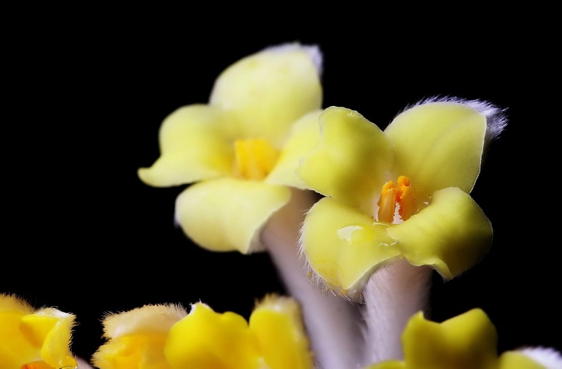 结香花图片(8张)