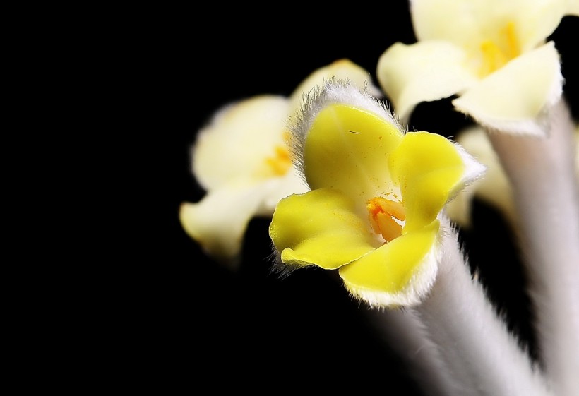 结香花图片(8张)