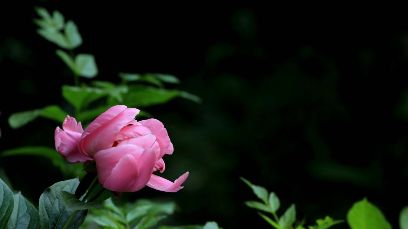粉色和白色的芍药花图片(10张)